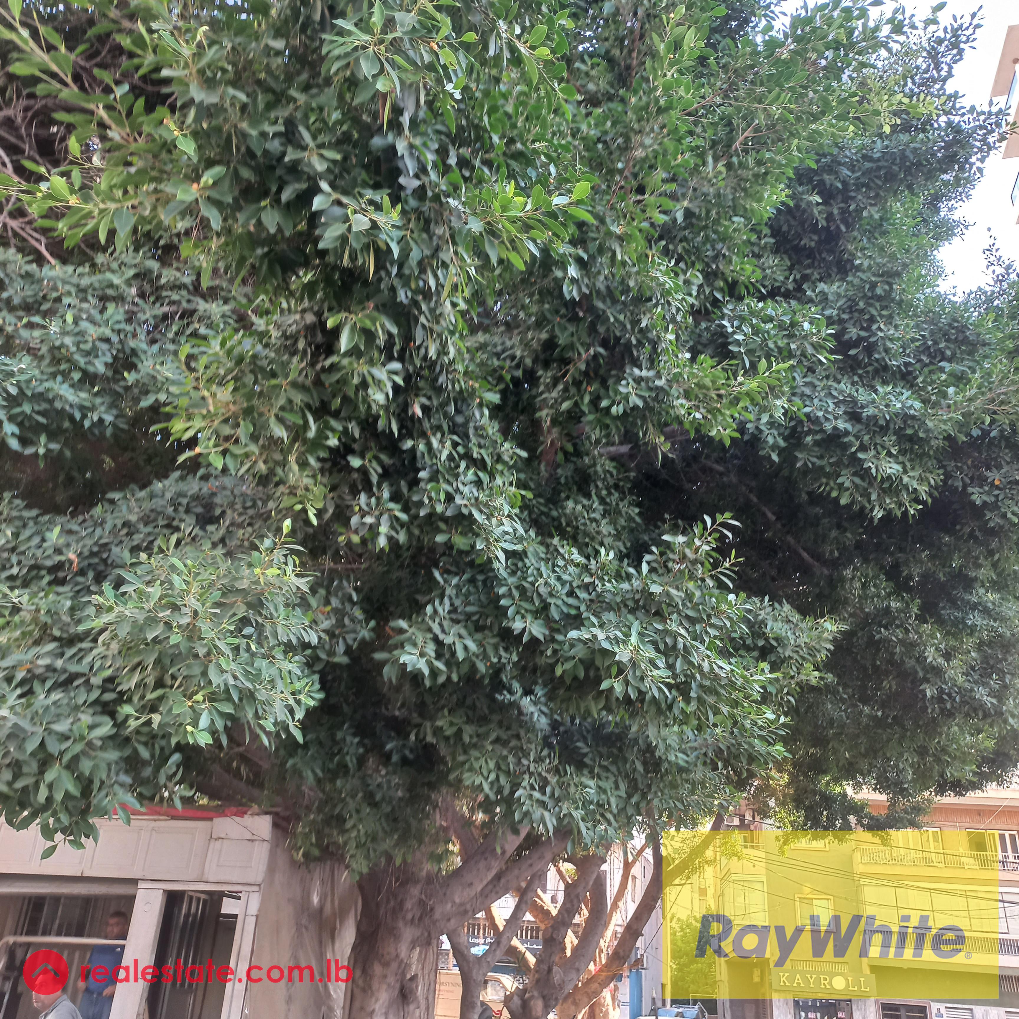 Land in Antelias near the bridge for sale