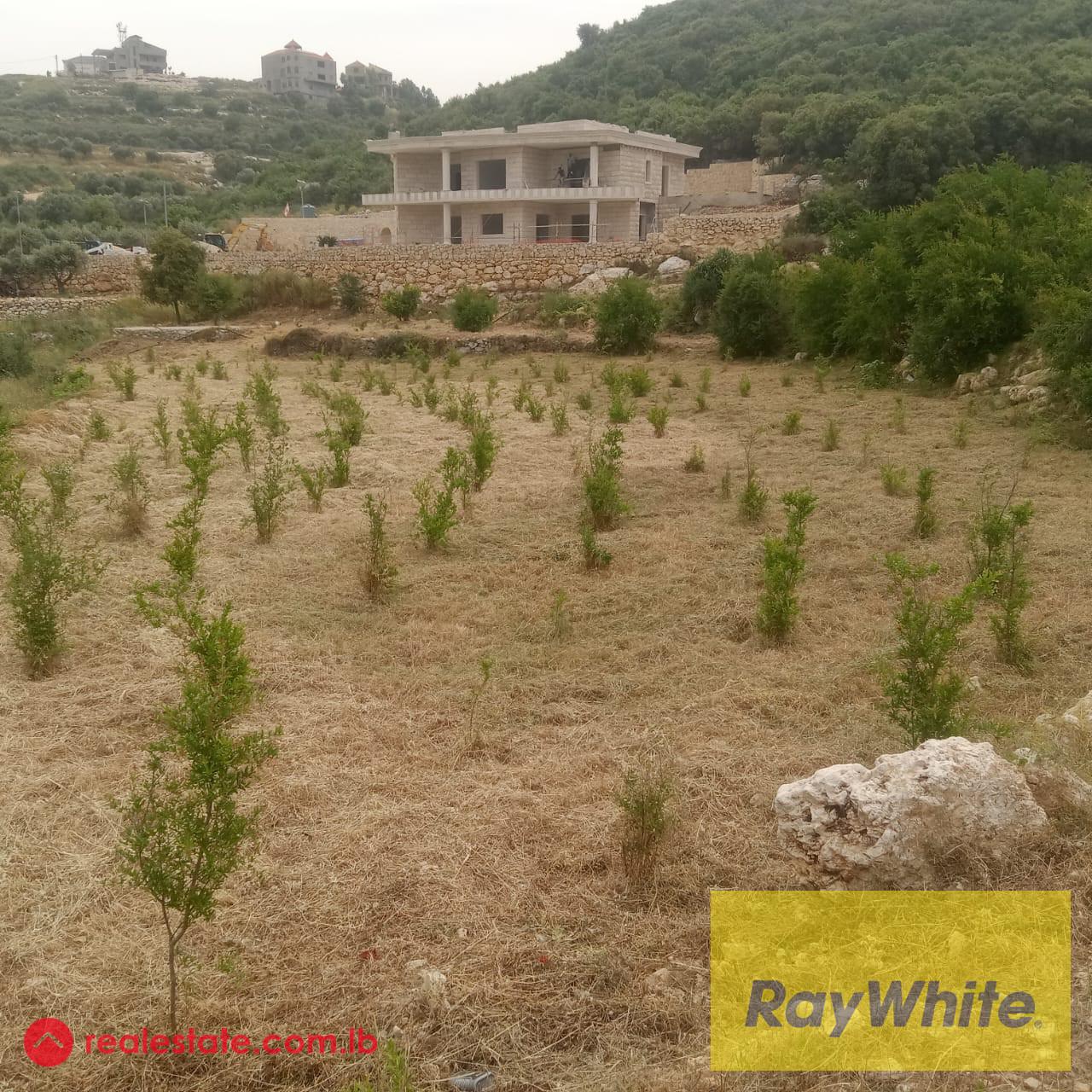 Land for sale in Al koura