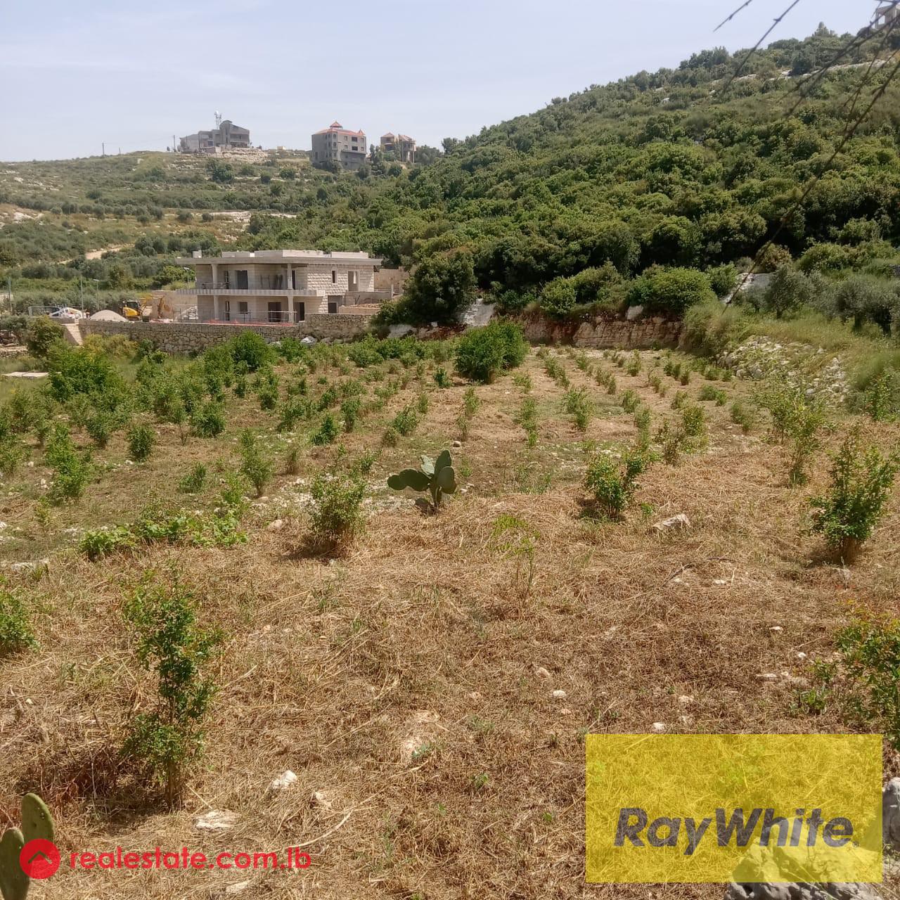 Land for sale in Al koura