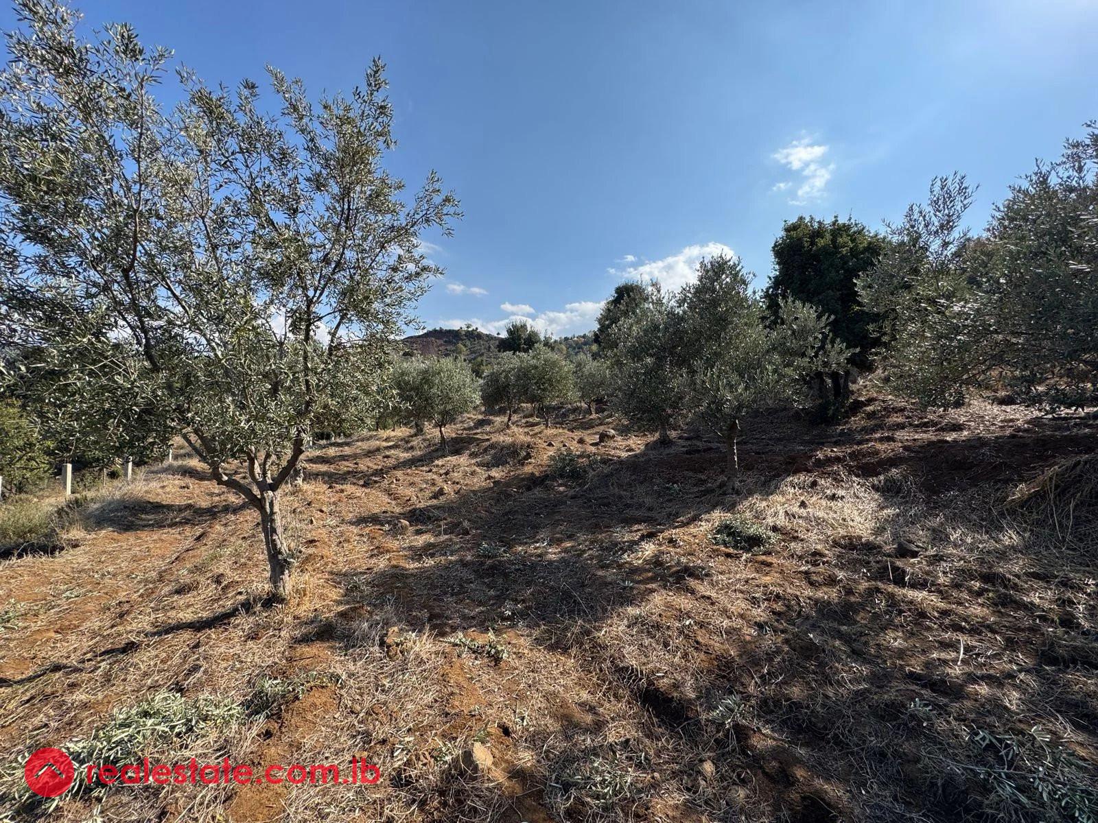 Scenic Land with Mature Olive Grove & Stunning Views in Heart of Akkar