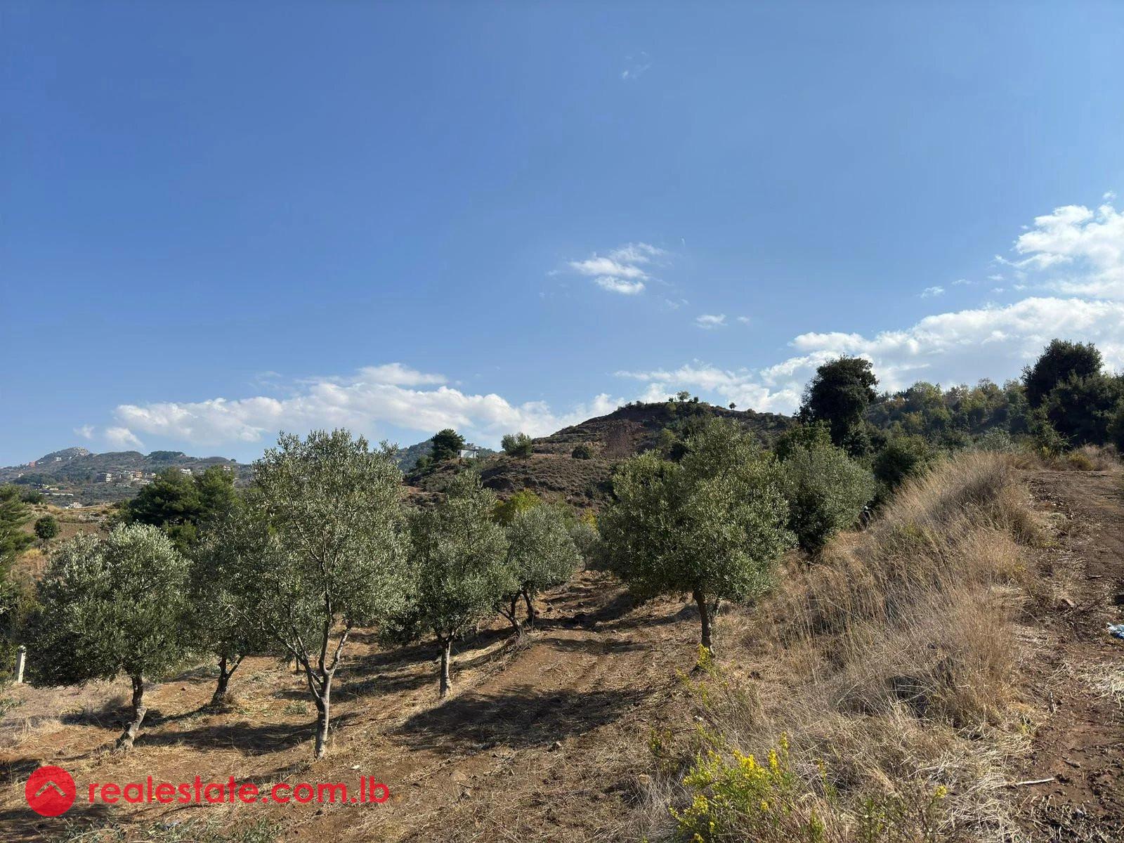 Scenic Land with Mature Olive Grove & Stunning Views in Heart of Akkar