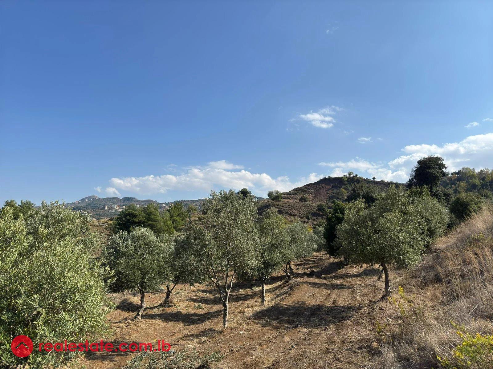 Scenic Land with Mature Olive Grove & Stunning Views in Heart of Akkar