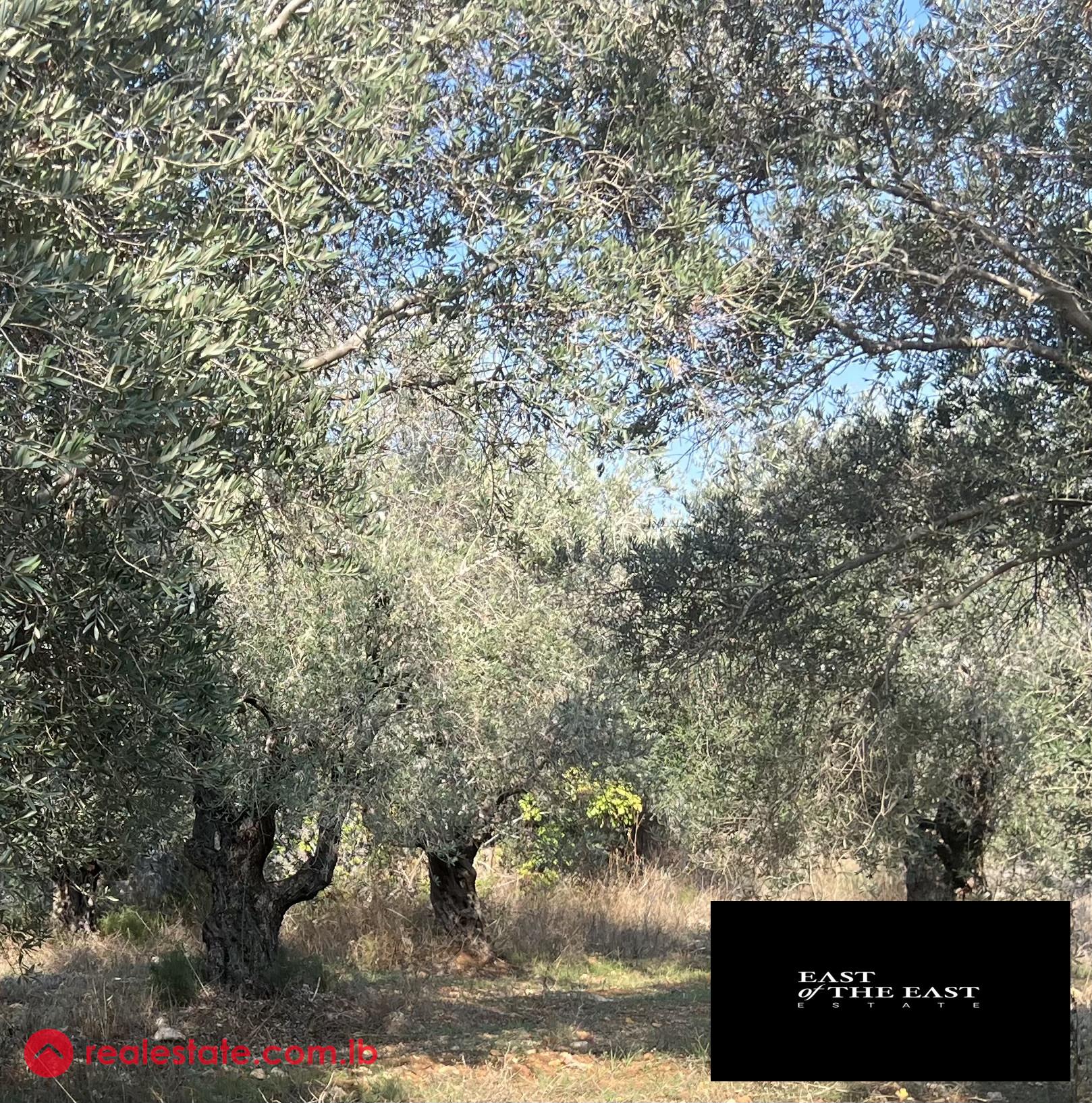 Olive Land in Bechmizzine for Sale