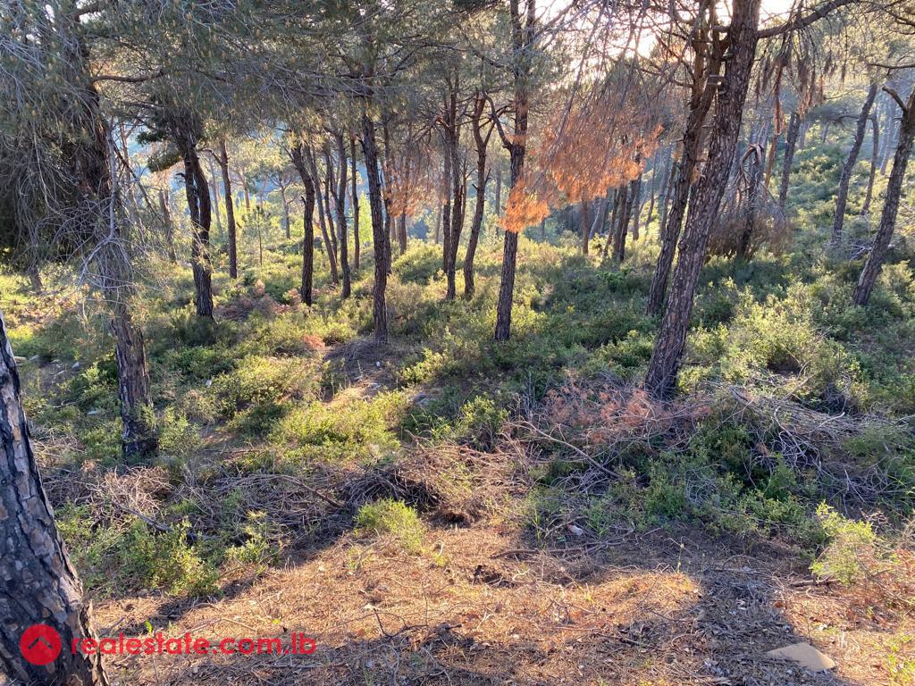 Exceptional 6,300 sqm Plot in Baabdath.