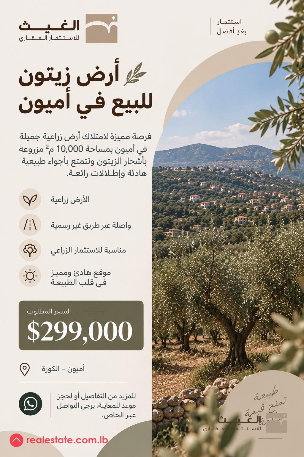 Olive Land for Sale in Amioun – 10,000 m²