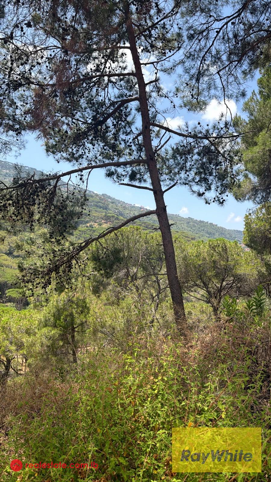 Land for Sale in Bsefrine | Mountain View